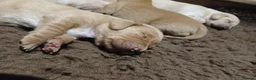 Mixed Breed dogs for sale: Fox red lab x sprocker spaniel pups in Stafford - Advert 9