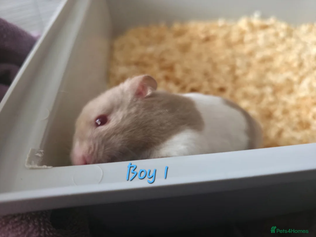 Hamster rodents for sale: Gorgeous Syrian hamsters  - Advert 1