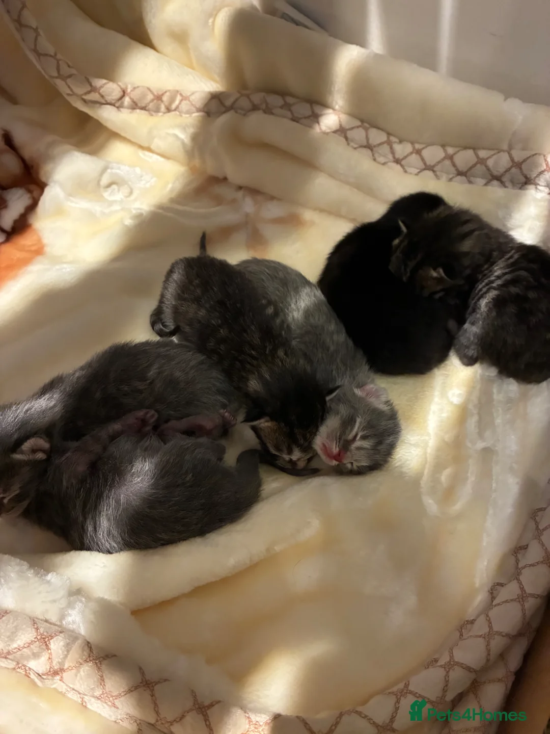 Ragdoll cats for sale: Ragdoll X ready in 8 weeks time!  in Cobham - Advert 2