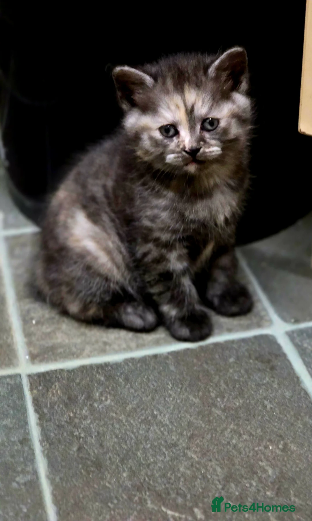 Mixed Breed cats for sale: BSH&domestic/maincoon - Advert 2