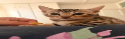 Bengal cats for sale: ✨ Exceptional Pure TICA Reg Bengal Kittens ✨  - Advert 8