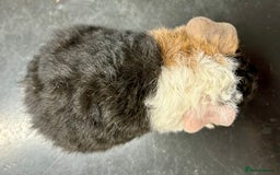 Guinea Pig rodents for sale: Teddy Guinea Pig Baby Boars - Image 21
