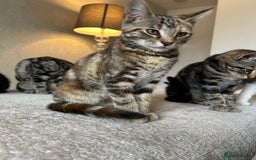 Mixed Breed cats for sale: 2 beautiful kittens ready for a loving home - Image 20
