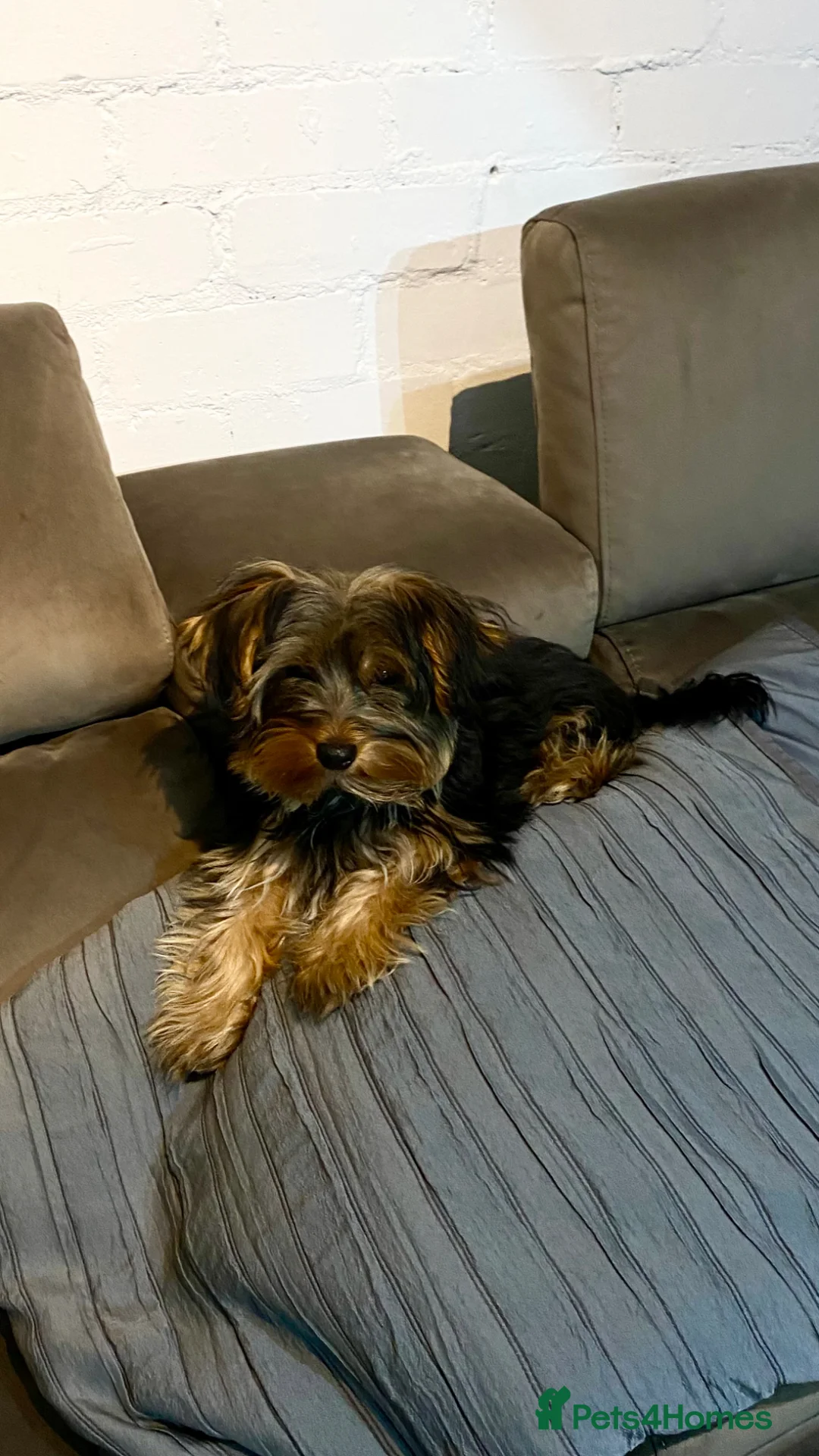 Yorkshire Terrier dogs for stud: Teddy  - Advert 3