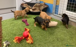 Mixed Breed dogs for sale: Border Terrier cross  - Image 2