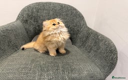 British Longhair cats for sale: Golden and Blue golden British longhairs - Image 15