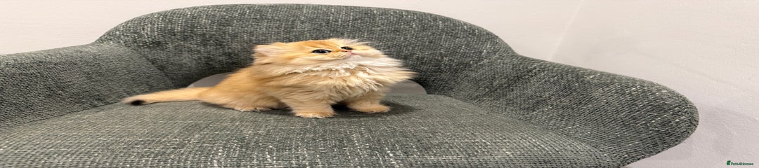 British Longhair Kitten 2