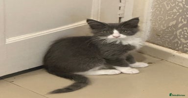Maine Coon cats - Advert 3