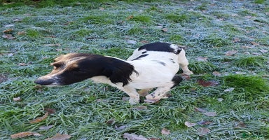 English Springer Spaniel dogs Springer spaniel bitch - Advert 1