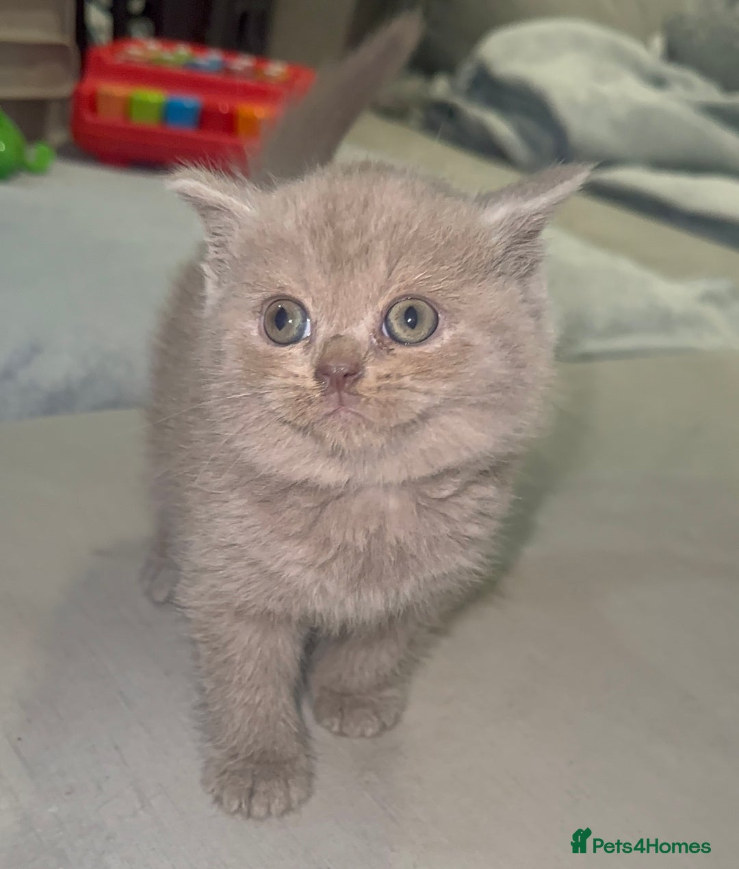 British Shorthair cats for stud: British short hair STUD duties only  in Hull - Advert 24