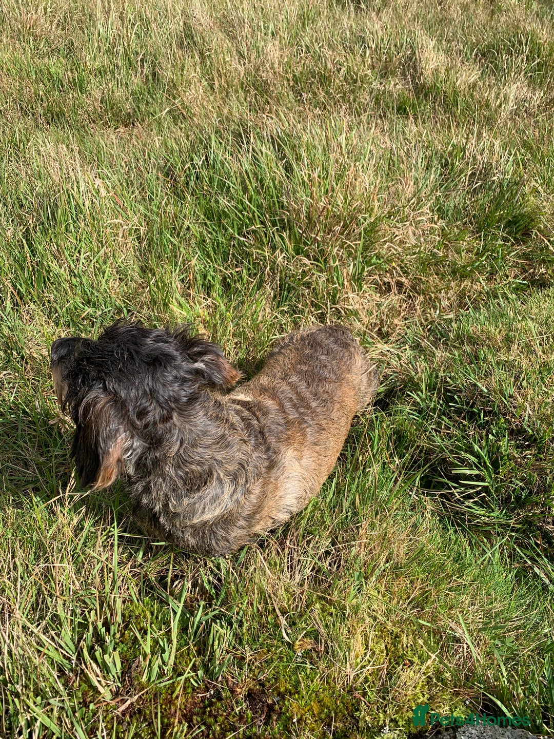 Dachshund dogs for sale: Standard wirehaired dachshund  - Advert 3