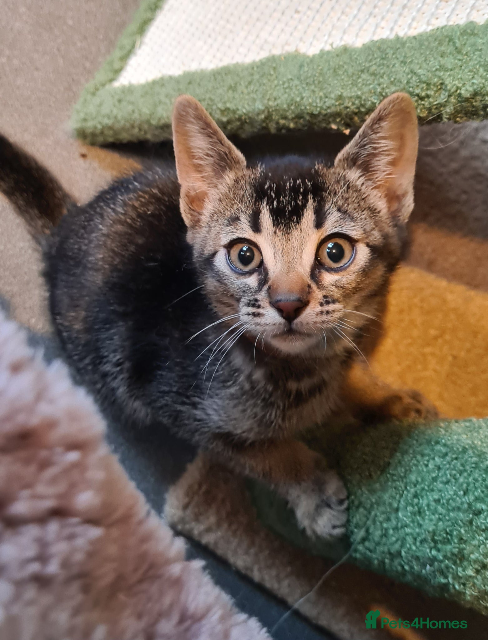 Bengal cats Unique bengal/abysinnian kittens - Advert 6