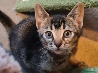 Bengal cats Unique bengal/abysinnian kittens - Advert 6