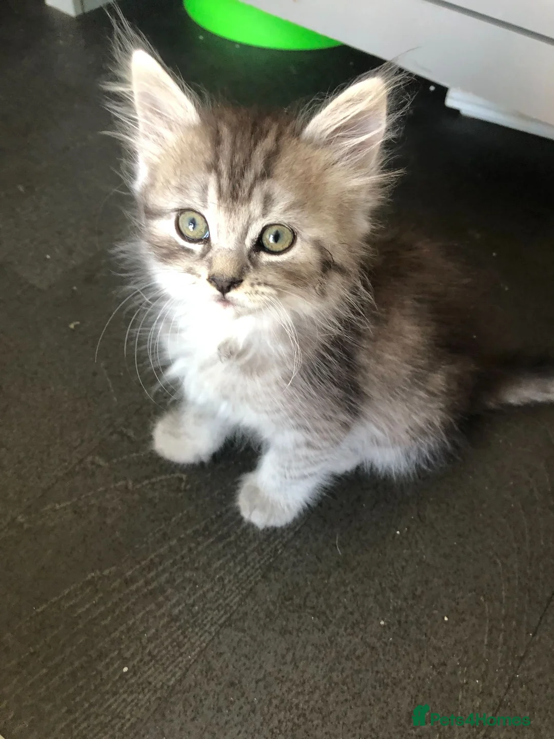 Persian cats for sale: 1/2 persian - Advert 7