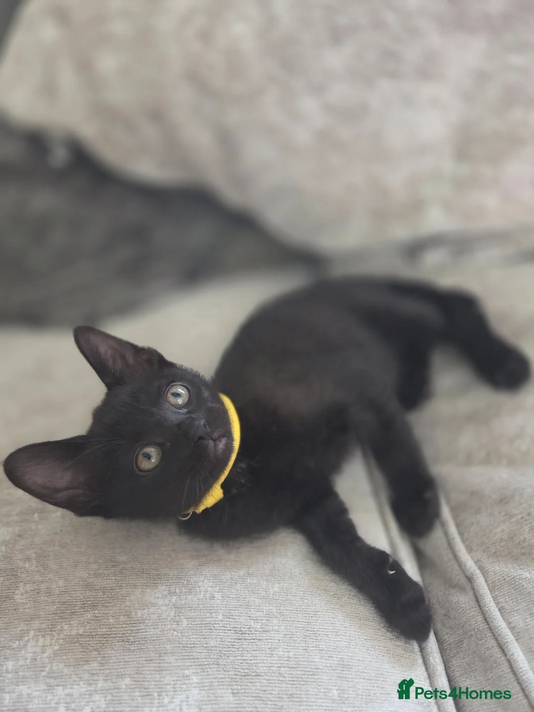 Burmese cats for sale: Burmese x - Advert 10