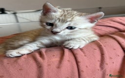Bengal cats for sale: 💙Stunning Silver Mink Bengal TICA registered  - Image 9