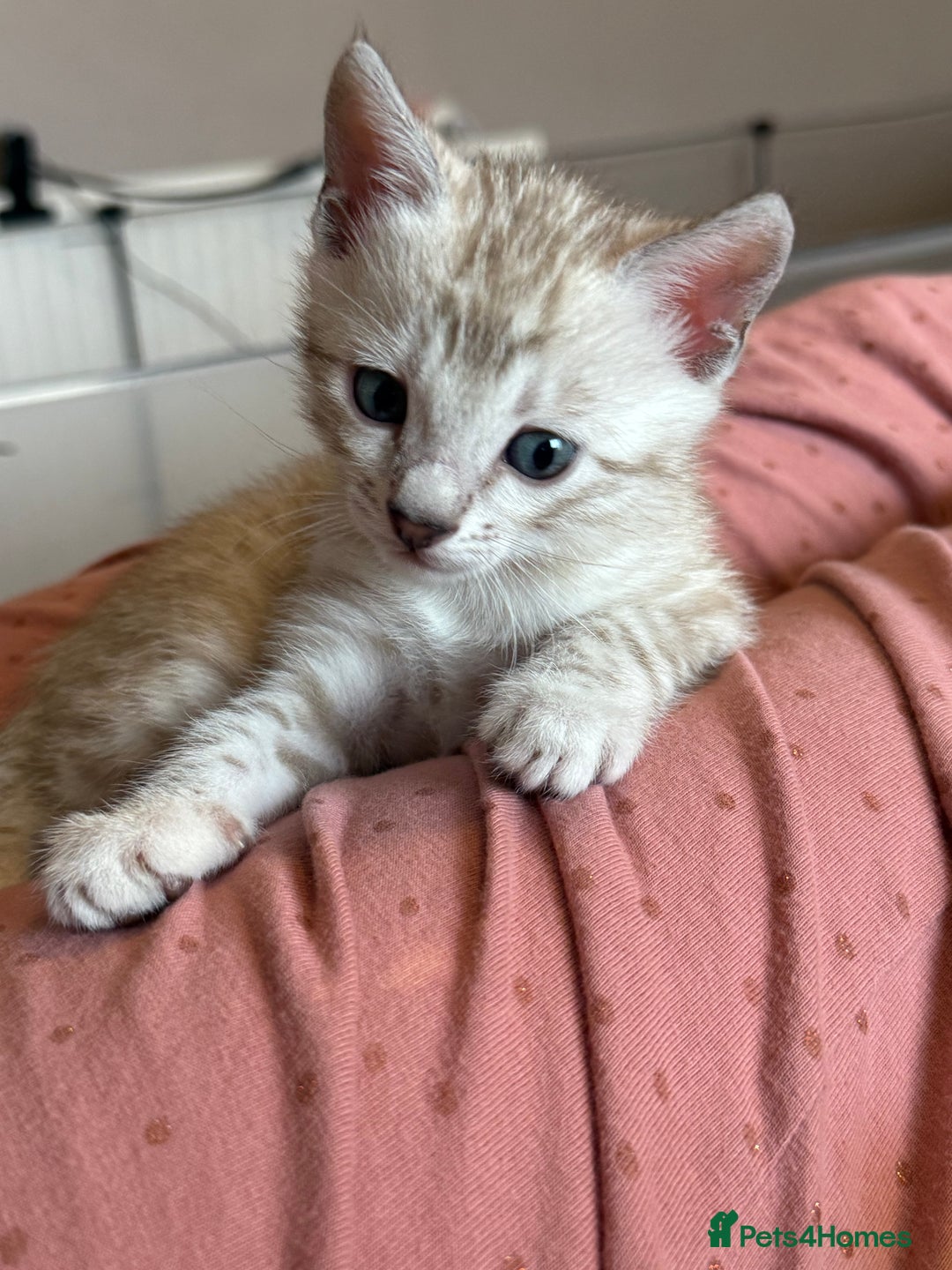 Bengal cats for sale: 💙Stunning Silver Mink Bengal TICA registered  - Image 9