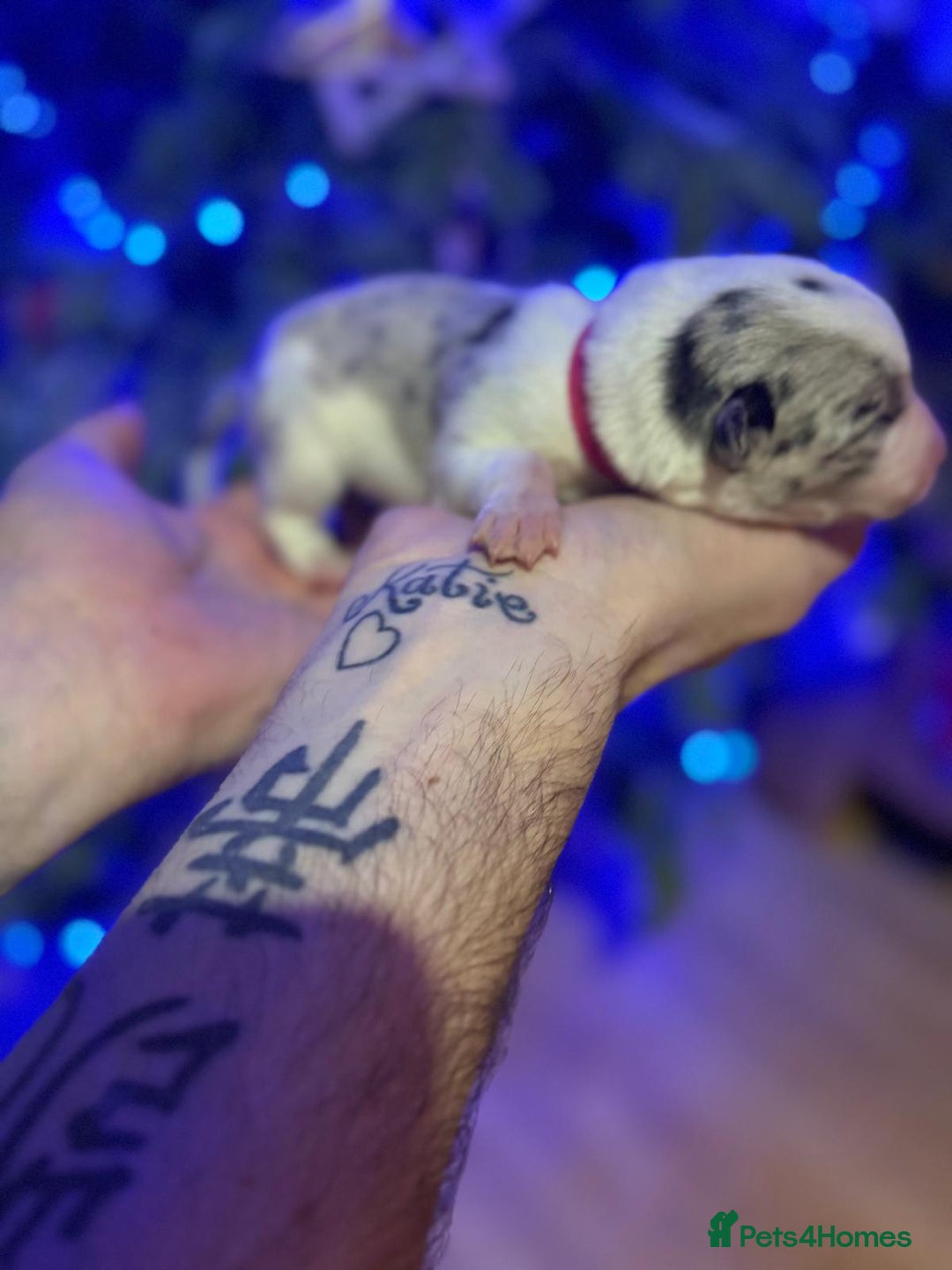 Border Collie dogs for sale: Family Raised Border Collie Pups  - Advert 14