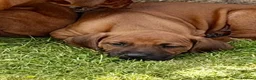 Rhodesian Ridgeback dogs for sale: Rhodesian Ridgeback Puppies EU Pedigree - Advert 6