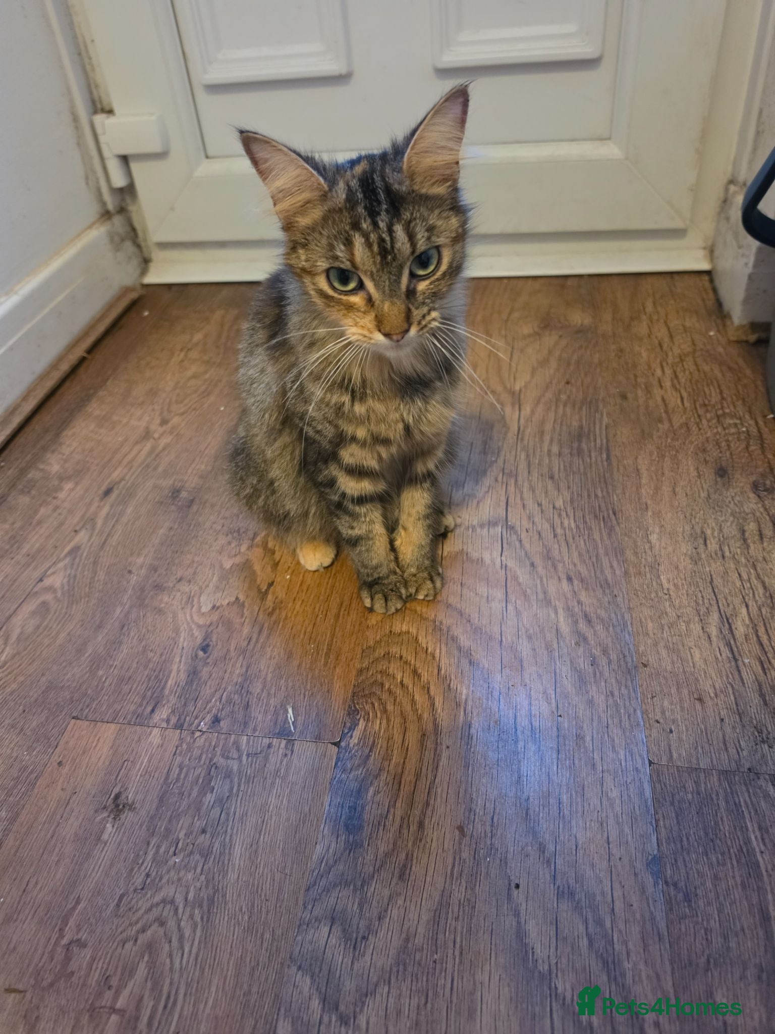 Mixed Breed cats Mixed breed kittens - Advert 6
