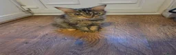 Mixed Breed cats for sale: Mixed breed kittens in East Grinstead - Advert 1