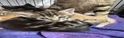 Mixed Breed cats for sale: American shorthair x bsh kittens please red descrp in Belvedere - Advert 8