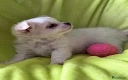 Chihuahua dogs for sale: READY 📣BEAUTIFUL LONG COAT CHIHUAHUA PUPPIES 🐶 - Image 5