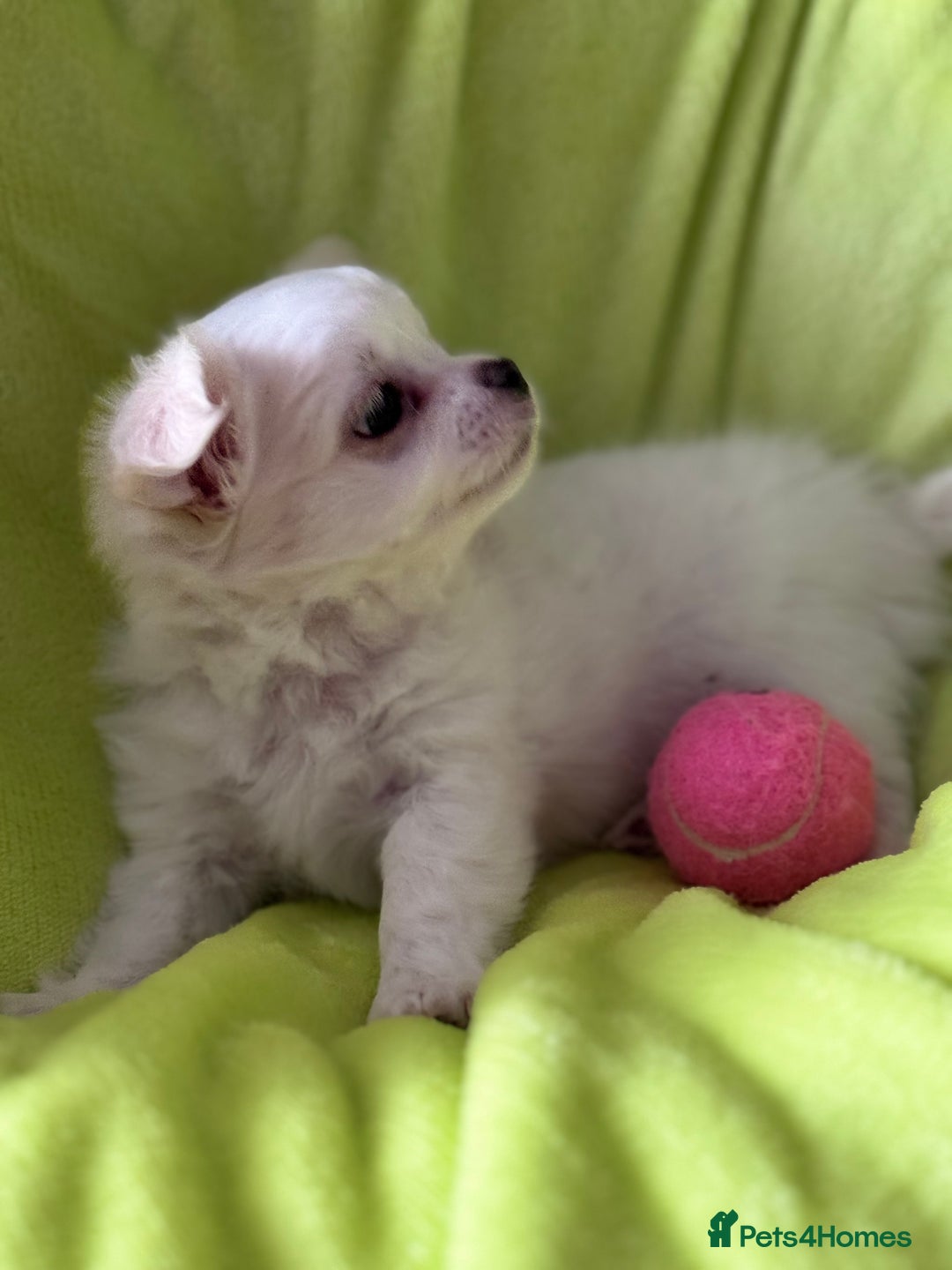 Chihuahua dogs for sale: READY 📣BEAUTIFUL LONG COAT CHIHUAHUA PUPPIES 🐶 - Image 5
