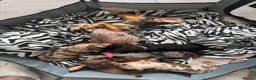 Miniature Dachshund dogs for sale: 🐾 Beautiful Mini Dachshund x Chihuahua Puppies  in Leeds - Advert 3