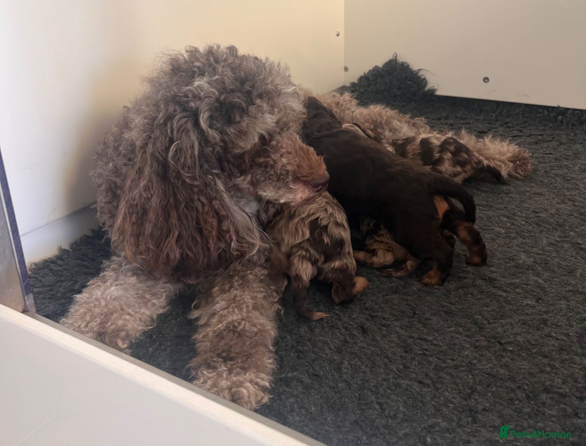 Cavapoo dogs ⭐️ Rare Chocolate & Tan Merle F1 Cavapoos⭐️ - Advert 2