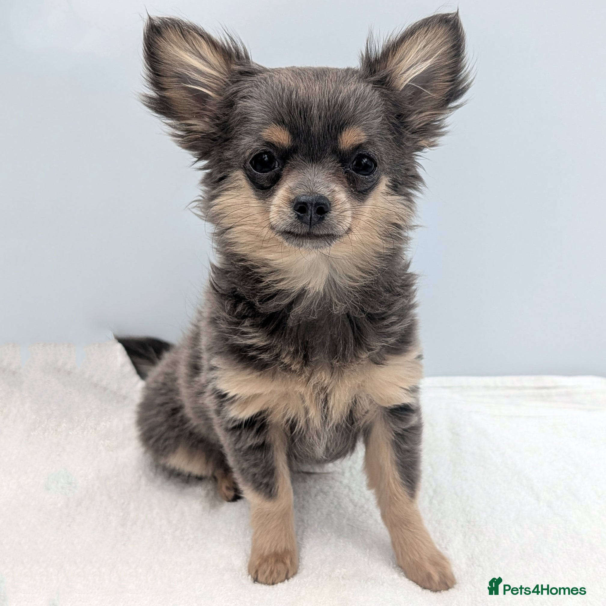 Chihuahua dogs Kennel Club Longhaired Chihuahua Puppies Blue KC - Advert 1