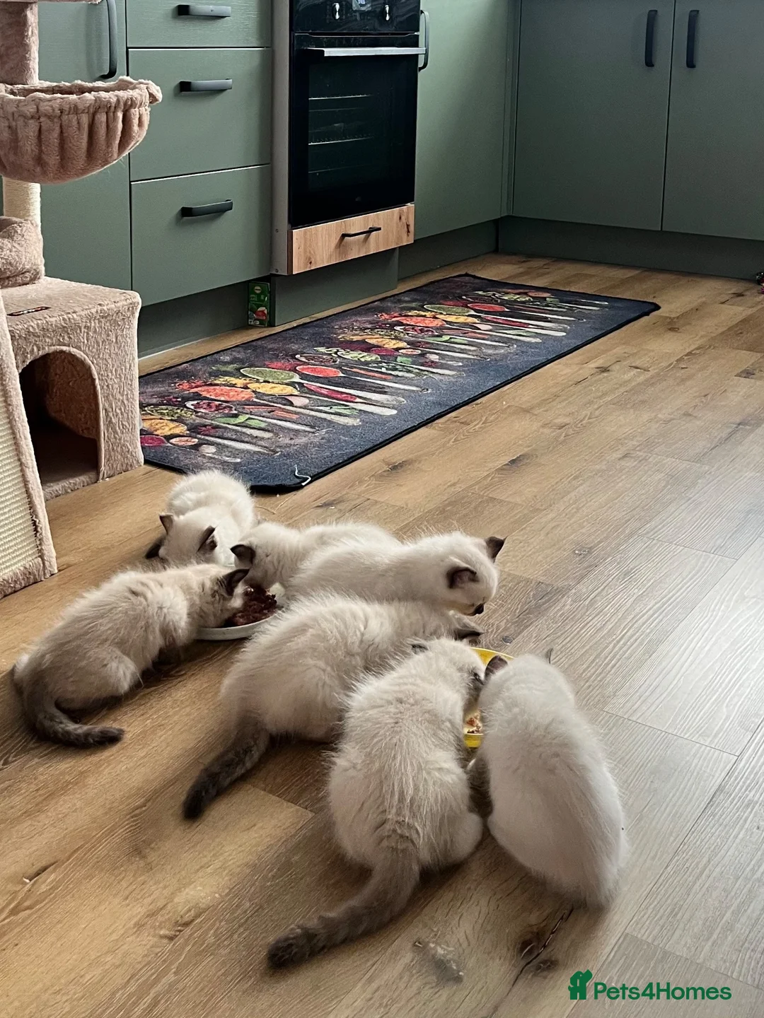 Ragdoll cats for sale: Beautiful purebred ragdoll kittens in Doncaster - Advert 30