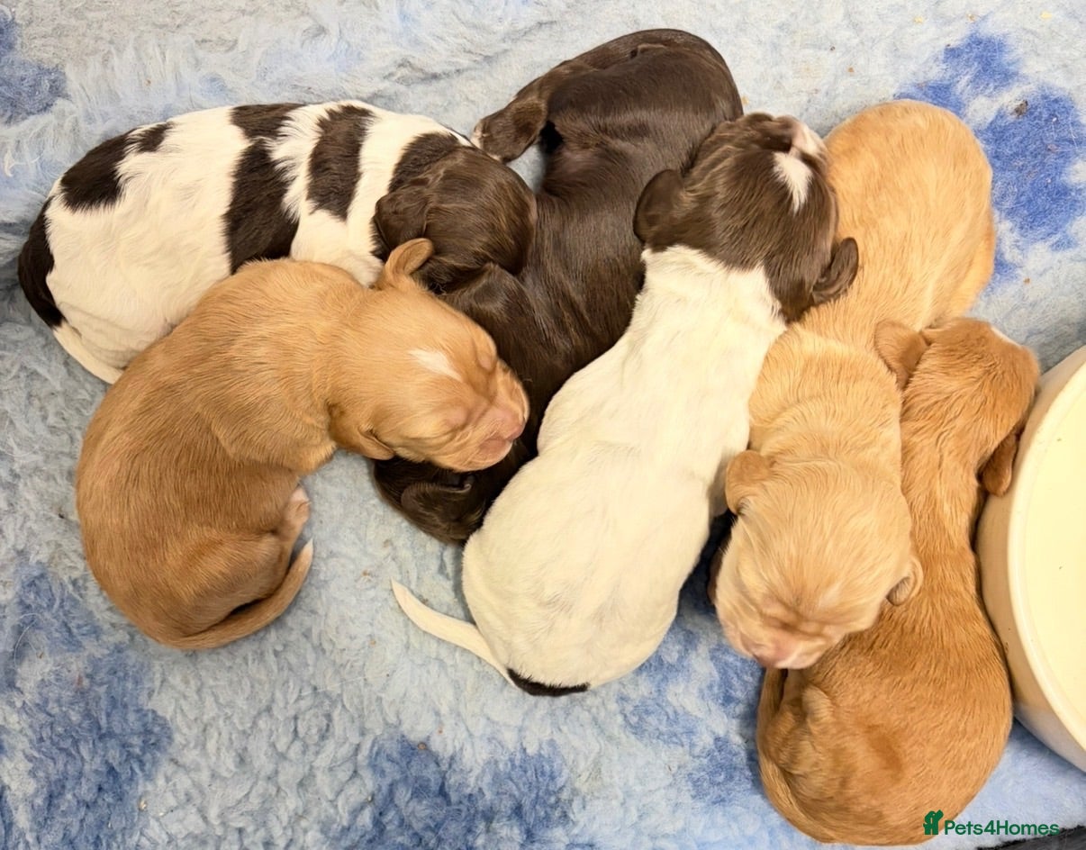 Cocker Spaniel dogs 🤍 Cocker spaniel puppies 🤍 - Advert 3