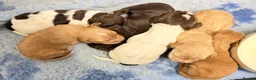 Cocker Spaniel dogs for sale: 🤍 Cocker spaniel puppies 🤍 - Advert 1