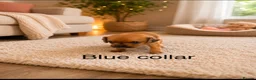 Mixed Breed dogs for sale: 6 beautiful cavapoos puppies  - Advert 10