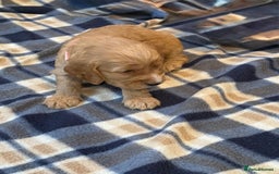 Cockapoo dogs for sale: Beautiful Golden Cockerpoo Puppies 2 Girl & 4 Boy - Image 25