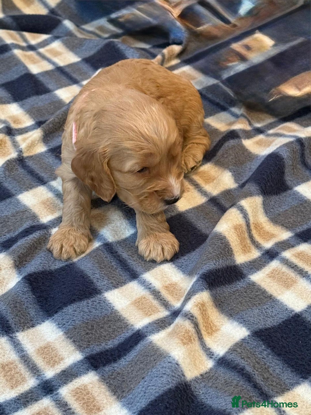 Cockapoo dogs for sale: Beautiful Golden Cockerpoo Puppies 2 Girl & 4 Boy - Image 25