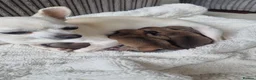 Chihuahua dogs for sale: Winnie and simbas puppies  in Gillingham - Advert 6
