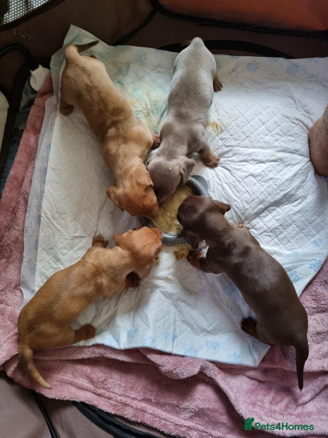 Miniature Dachshund dogs for sale: Female Miniature Dachshund - Only 1 Remaining - Image 7