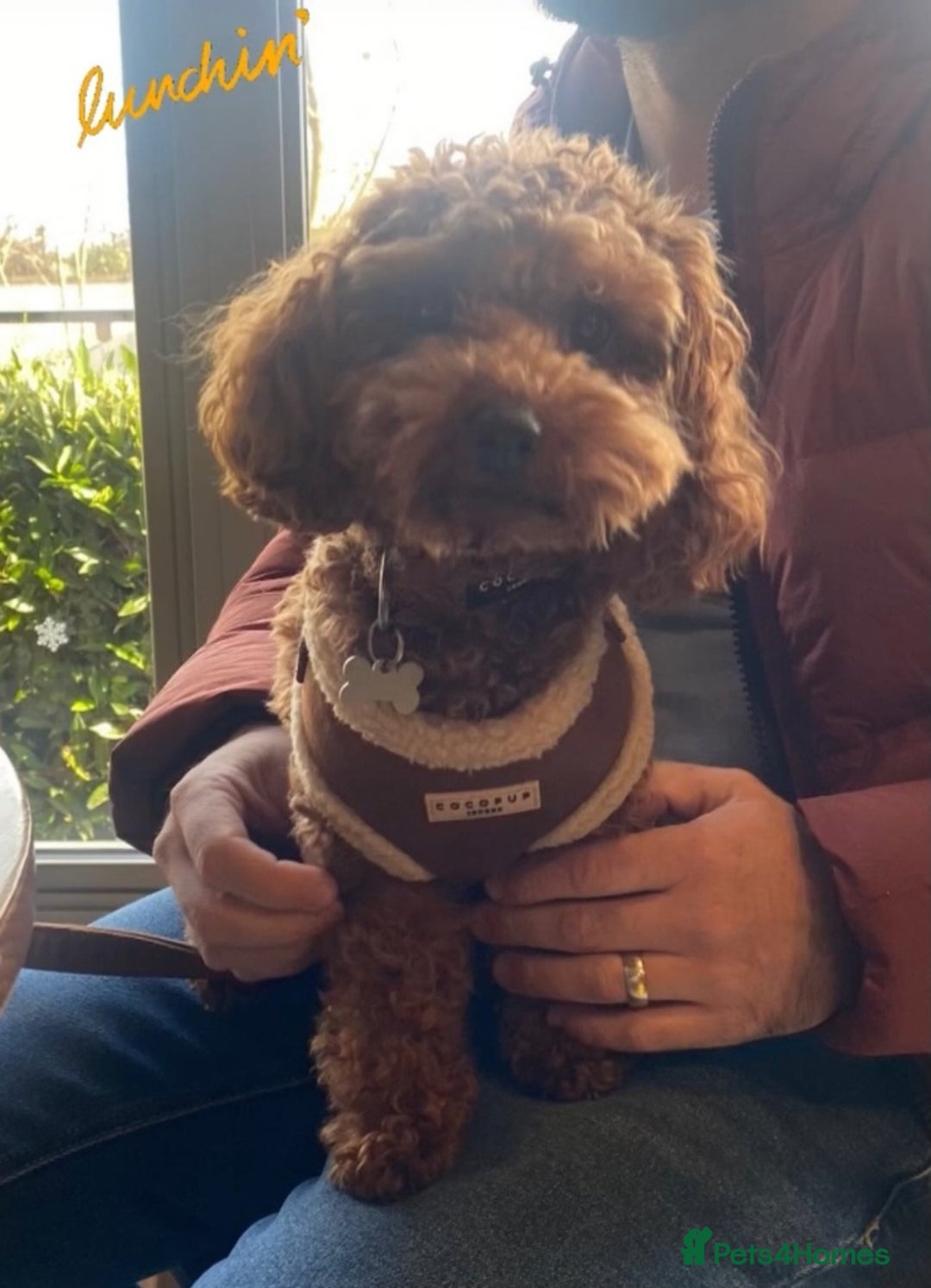 Cavapoo dogs for sale: Toy cavapoos - Image 3