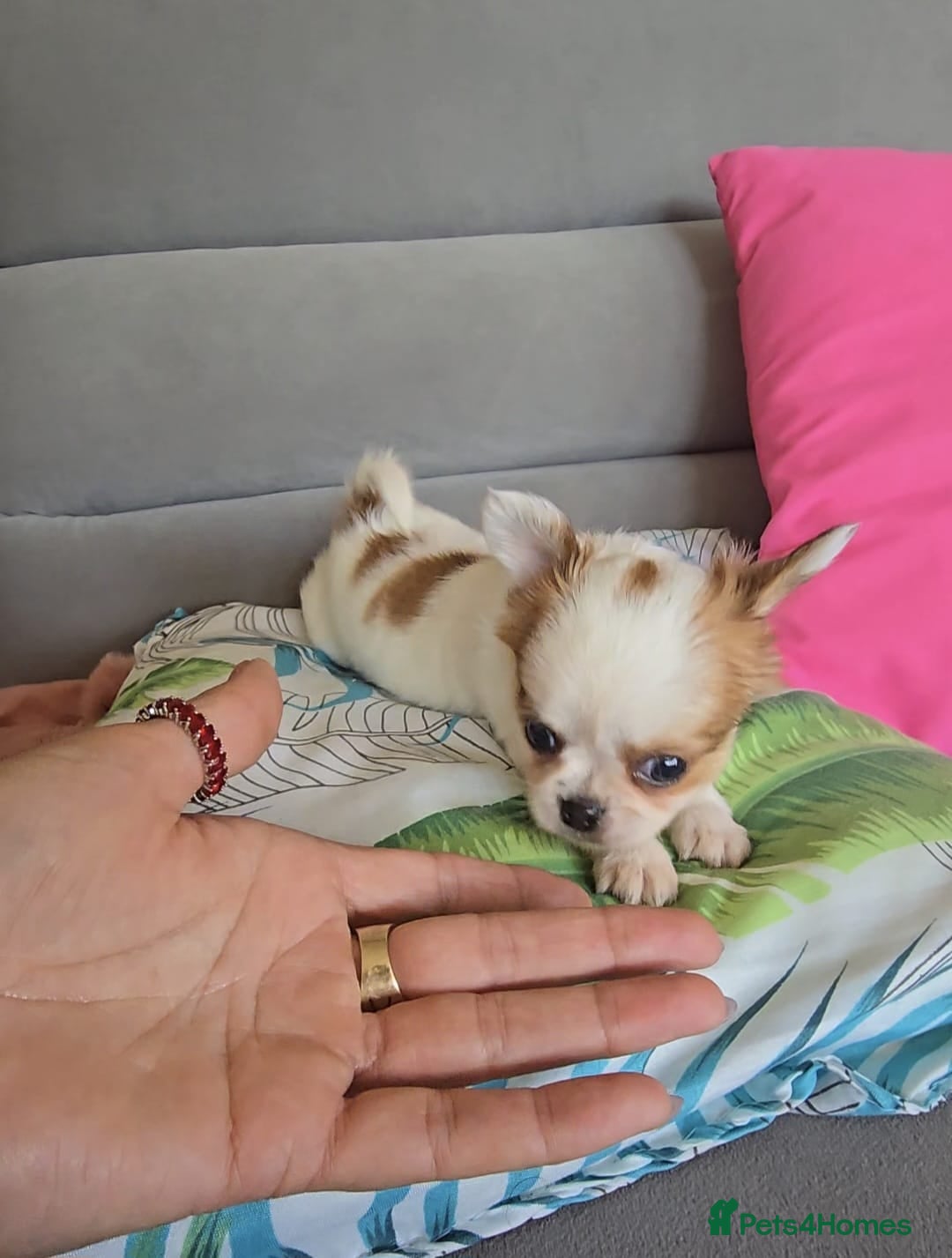 Chihuahua dogs for sale: Beautiful Tiny Chihuahua puppies  - Image 6