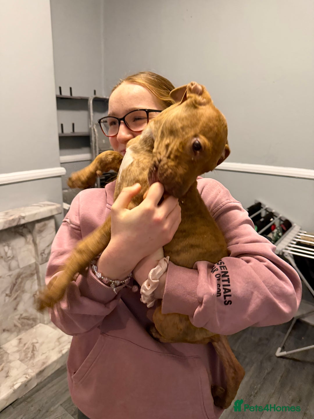 Staffordshire Bull Terrier dogs for sale: Female staff puppy - Advert 22