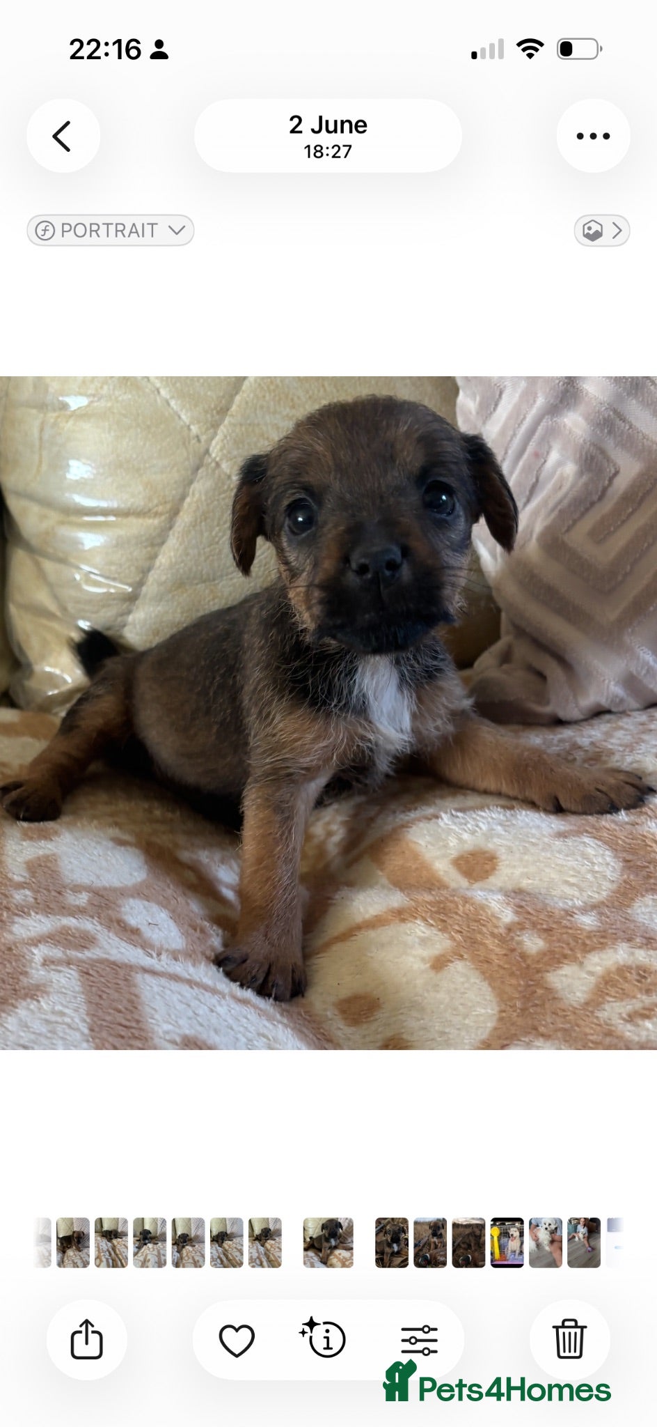 Patterjack dogs Only 2 left Patterdale x jack russell  - Advert 4