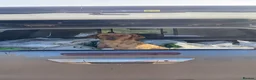 Labrador Retriever dogs for sale: Gamekeeper bred Working kc reg Labrador pups  in Doncaster - Advert 7