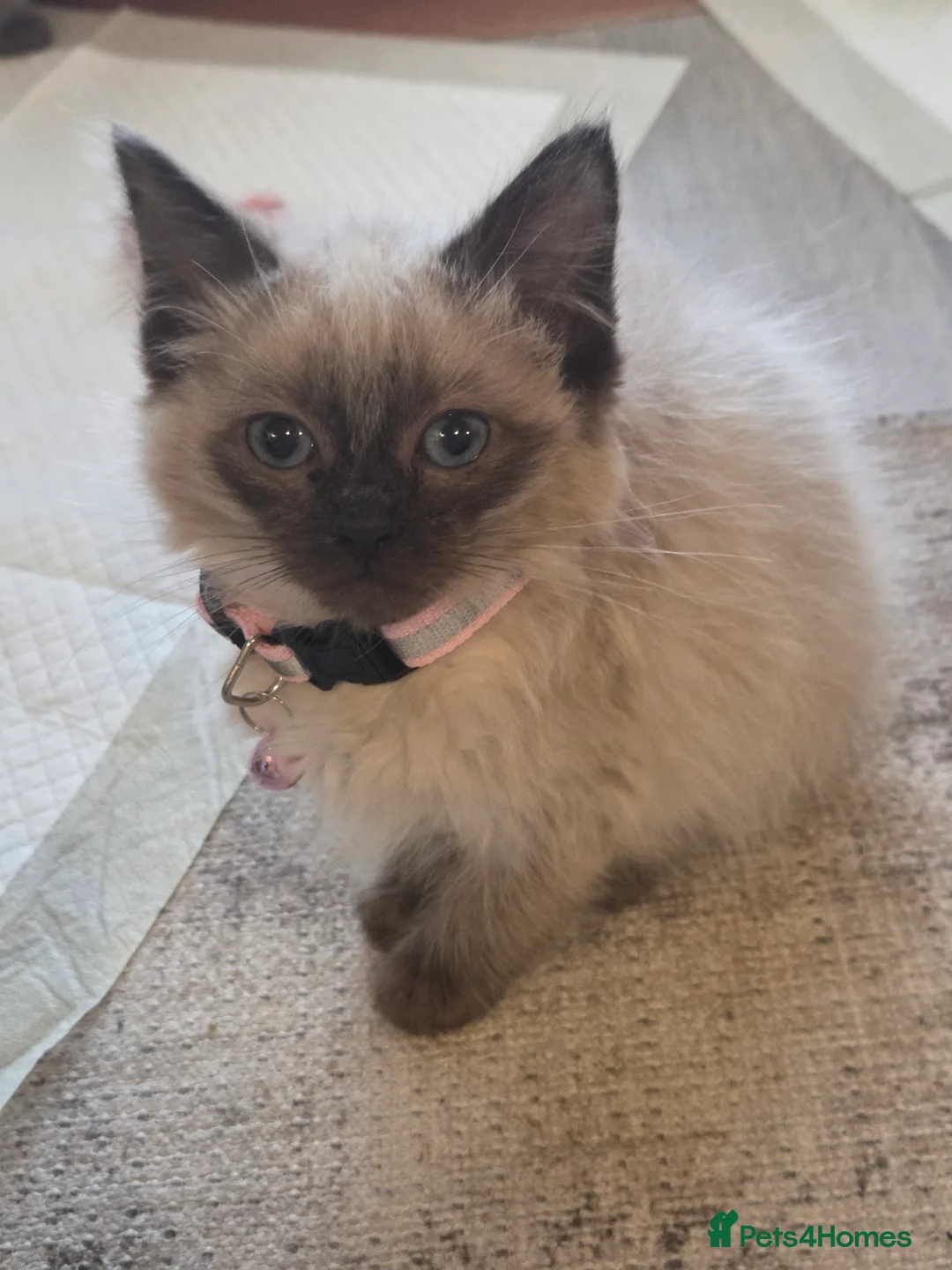 Ragdoll cats for sale: Ragdoll babies - Advert 2