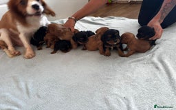 Cavalier King Charles Spaniel dogs for sale: Beautiful cavalier puppies  - Image 5