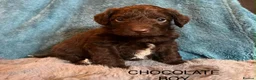 Schnoodle dogs for sale: GORGEOUS SCHNOODLES  - Advert 7