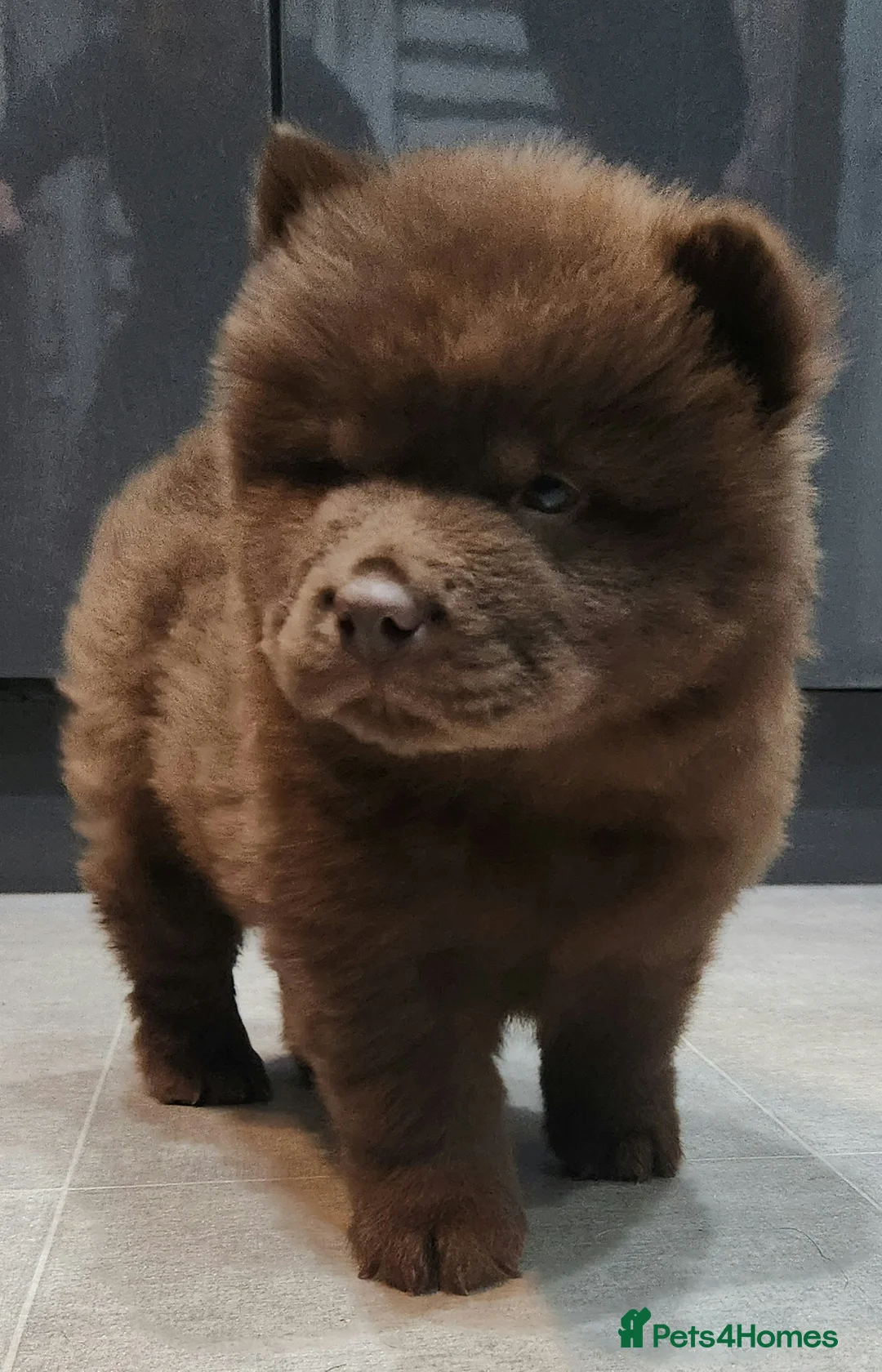 Chow Chow dogs for sale: Chow chow pedigree pups REDUCED!! - Advert 27