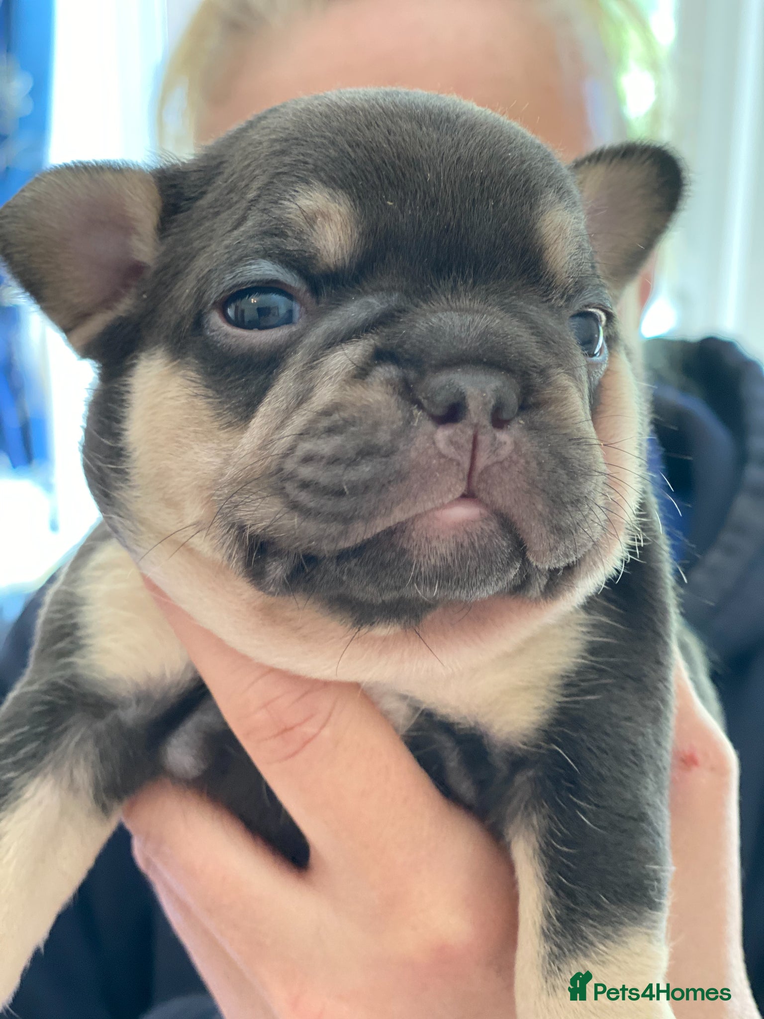 Mixed Breed dogs stunning bulldog/frenchie X - Advert 1