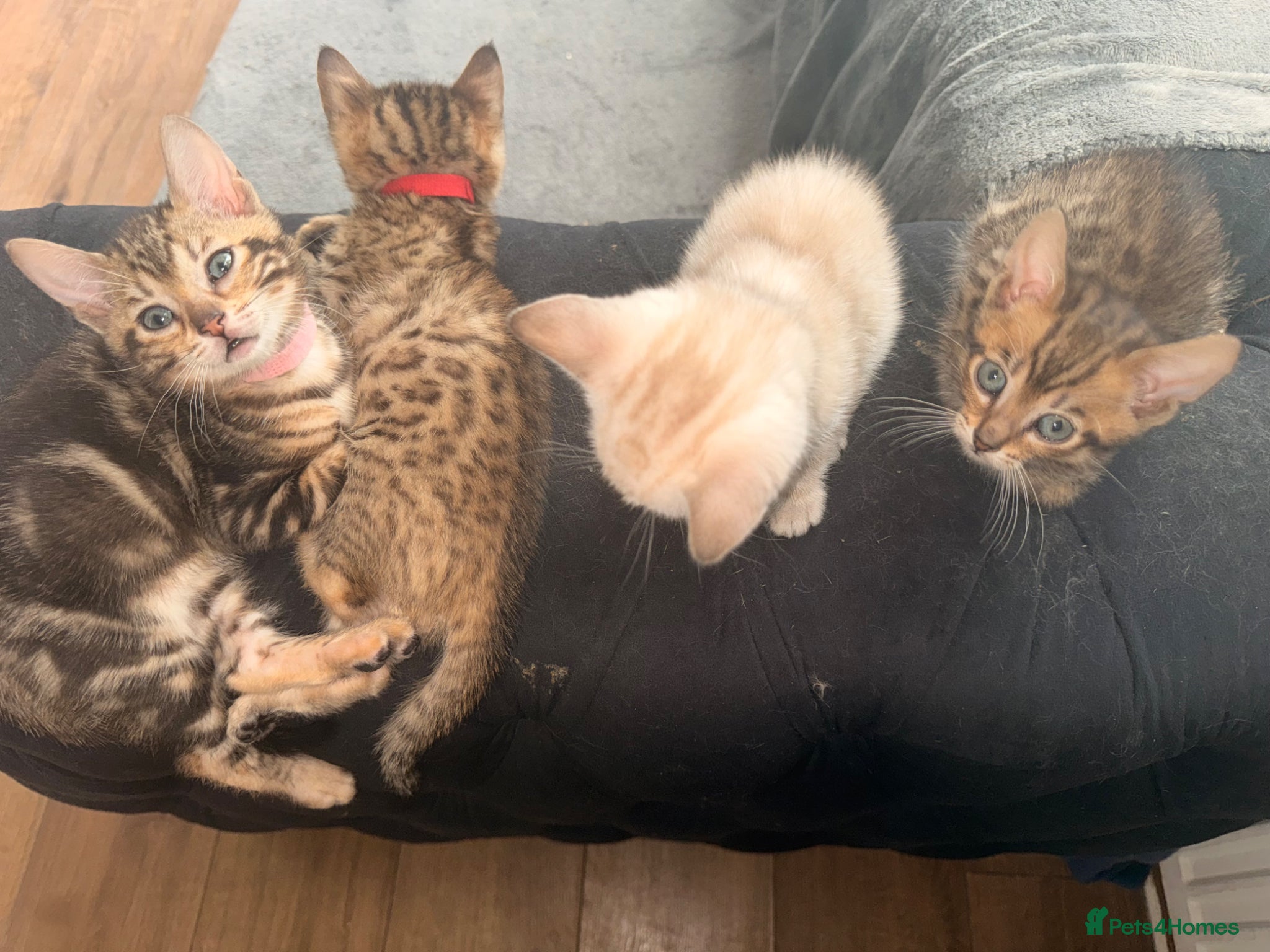 Bengal cats Blue Eyed Snow Bengal, Rosette & Brown Marble  - Advert 2